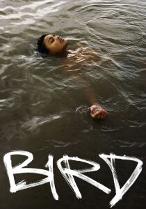 Bird streaming